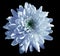 Blue-white flower chrysanthemum, garden flower, black isolated background with clipping path. Closeup. no shadows. green centre.