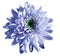 Blue-white flower chrysanthemum, garden flower, white isolated background with clipping path. Closeup. no shadows. green centre