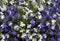 Blue and white flowers lobelia.