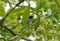 Blue-and-white Flycatcher (Cyanoptila cyanomelana)