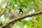 Blue-and-white Flycatcher (Cyanoptila cyanomelana)