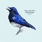 Blue-and-white Flycatcher Cyanoptila cyanomelana, hand draw sketch vector