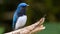 Blue-and-white Flycatcher, Japanese Flycatcher male blue and white color perched on a tree