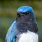 Blue-and-white Flycatcher, Japanese Flycatcher male blue and white color perched on a tree