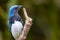 Blue-and-white Flycatcher, Japanese Flycatcher male blue and white color perched on a tree