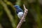 Blue-and-white Flycatcher, Japanese Flycatcher male blue and white color perched on a tree