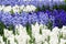 Blue and white hyacinths