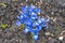 Blue and white Iris flower
