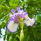 Blue and white irises blossoming in a garden.