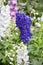 Blue and white larkspur flowers