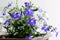 Blue and white Lobelia Erinus in a pot on the balcony