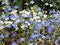 Blue and white Lobelia flower