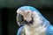 Blue and white macaw close up