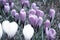 Blue and white mysterious crocus close up, melancholic and enigmatic flowers