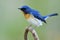 Blue white and orange bird making its feathers fuffly while perching on curve branch, male of Tickell's or Indochinese blue