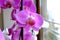 Blue and white orchids and other houseplants in the garden shop. Various orchids son sale in store.