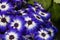 Blue and white osteospermum flowers