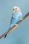 Blue and white parakeet