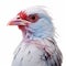 Blue And White Pigeon With Solarization Effect - Observational Photography