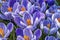 Blue White Purple Crocuses Blossoms Blooming Macro Washington