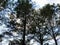 Blue and white Sky peering behind the trees