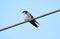 Blue-and-White Swallow Notiochelidon cyanoleuca on a wire