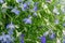 Blue and white Trailing Lobelia Sapphire flowers or Edging Lobelia, Garden Lobelia.