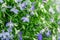 Blue and white Trailing Lobelia Sapphire flowers or Edging Lobelia, Garden Lobelia.