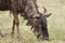 Blue widebeest (gnu) grazing