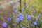 Blue Wild Chicory. Field of wild chicory.