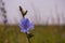 Blue Wild Chicory. Field of wild chicory. Chicory flower after rain.