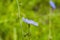 Blue wild flower Common chicory or Cichorium intybus in field