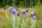 Blue wild flower Echinops on a green meadow.