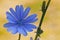 Blue wild flowers. Chicory