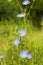 Blue wild flowers Common chicory or Cichorium intybus in field