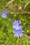 Blue wild flowers Common chicory or Cichorium intybus in field