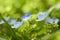 Blue wild flowers on defocused background - fresh spring nature