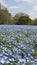 Blue Wild Flowers Garden Blooming for Spring