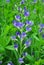 Blue wild indigo (Baptisia australis)