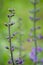 Blue wild-indigo wildflower closeup