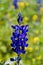 Blue wild Lupines in the meadow Jezreel valley Israel