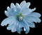 Blue wild mallow flower on the black isolated background with clipping path. Closeup. Element of design.