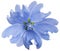 Blue wild mallow flower on a white isolated background with clipping path. Closeup. Element of design.