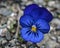 Blue Wild Pansy