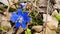 Blue wild violet close-up in spring forest blooming