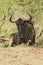 Blue Wildebeest