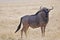 Blue Wildebeest