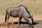 Blue wildebeest