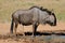 Blue wildebeest