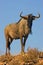 Blue wildebeest